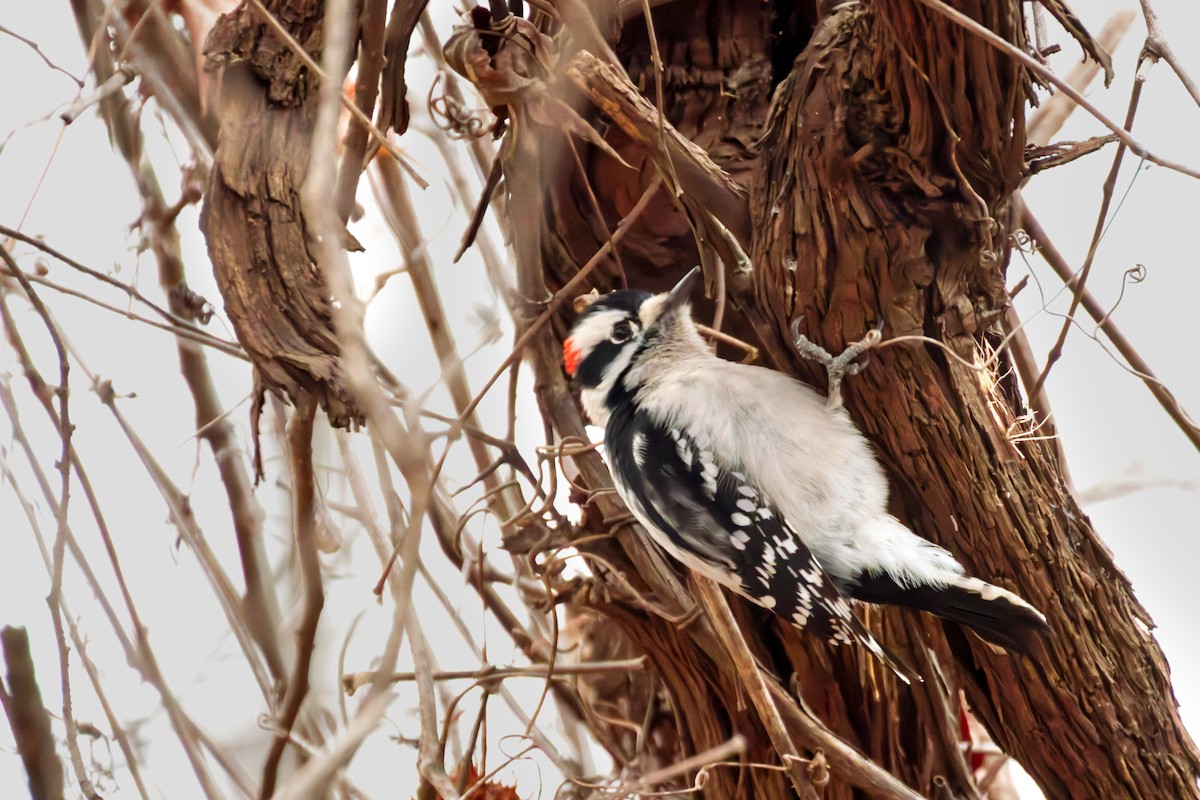 Pico Pubescente - ML649560731