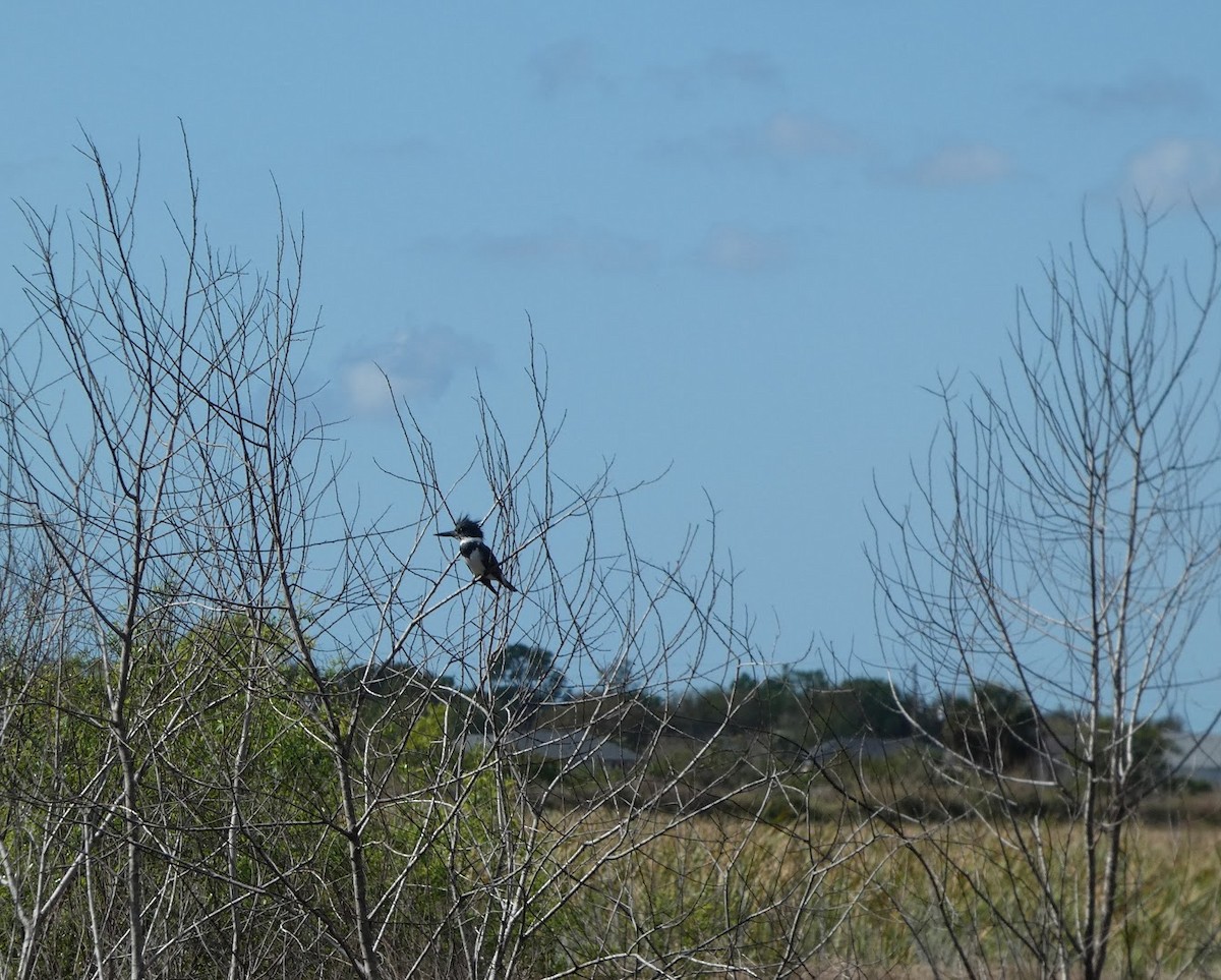 Рибалочка-чубань північний - ML649560735