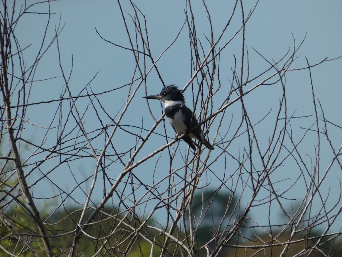 Рибалочка-чубань північний - ML649560740