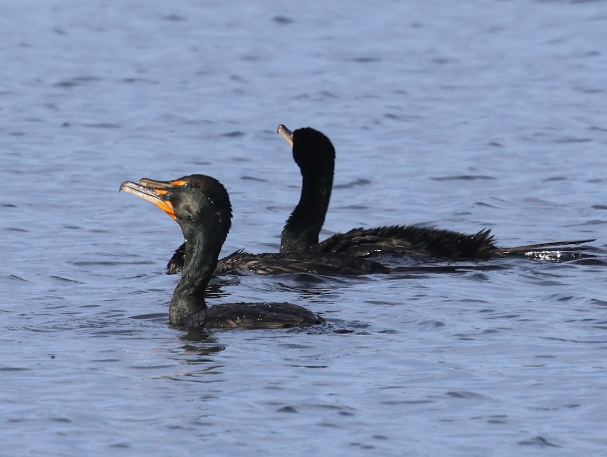 Ушастый баклан - ML649560786