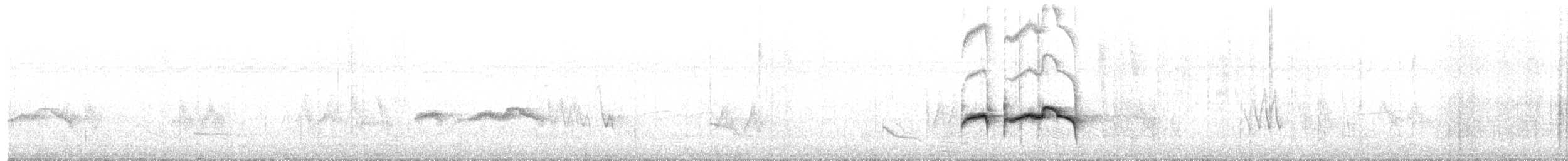 Stripe-backed Antbird - ML649560801