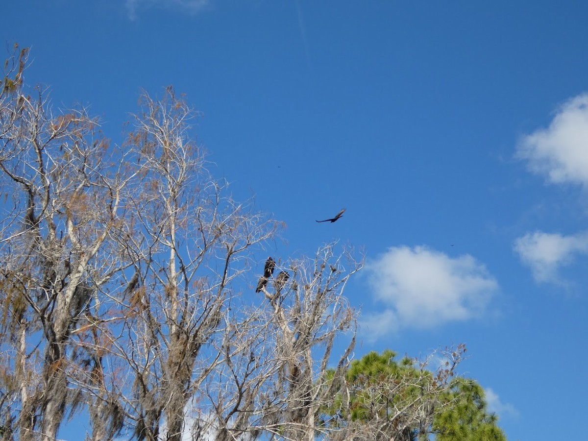 ヒメコンドル - ML649560912