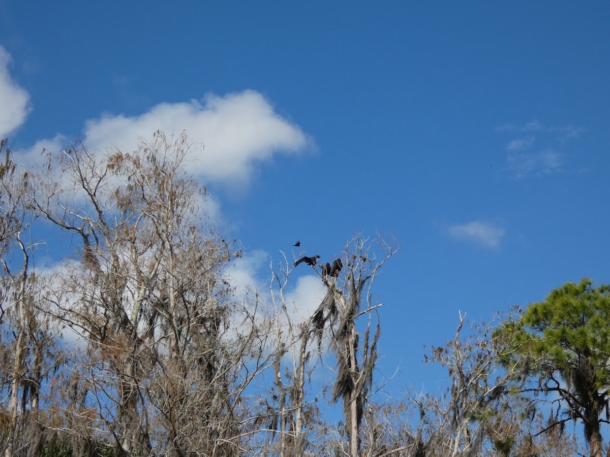 ヒメコンドル - ML649560918