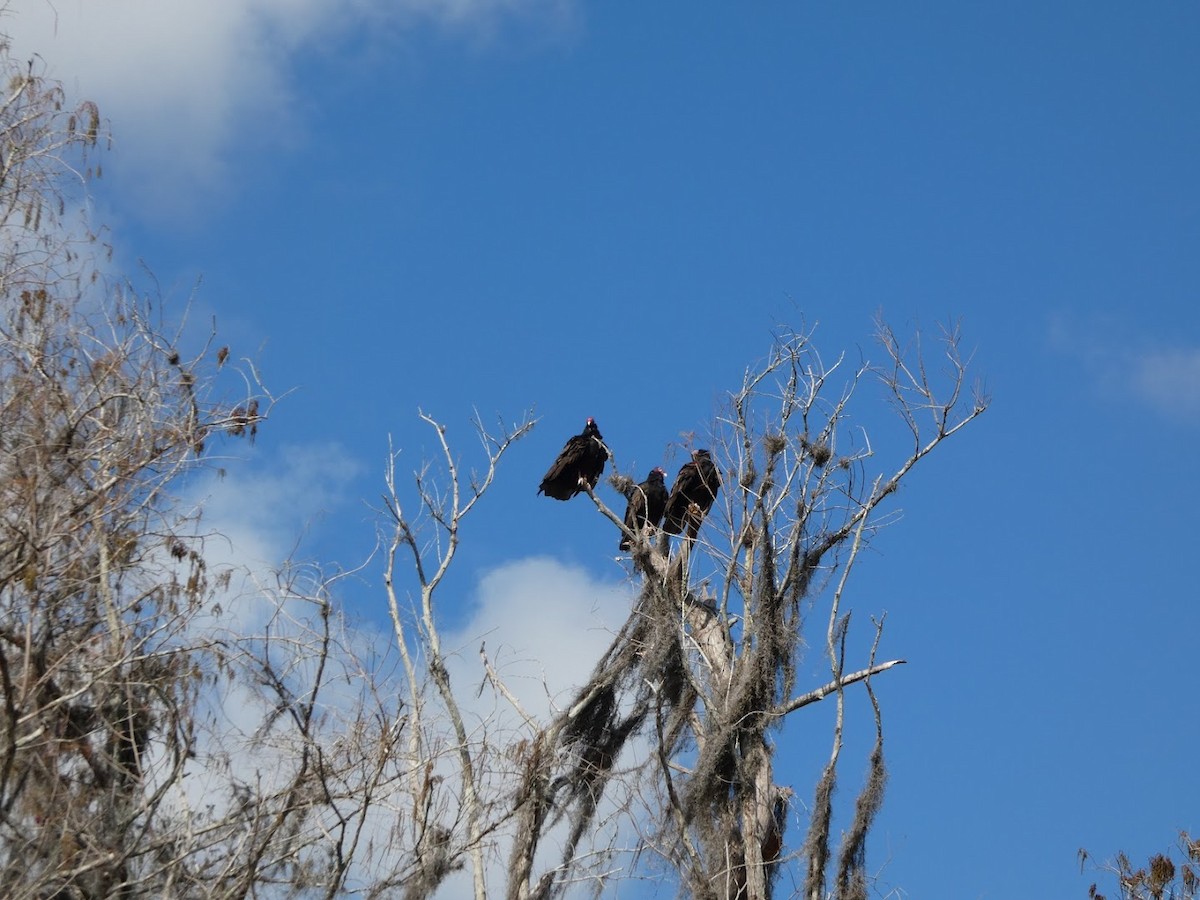 ヒメコンドル - ML649560925