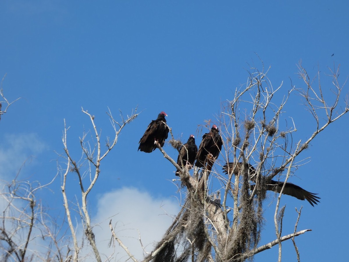 ヒメコンドル - ML649560954