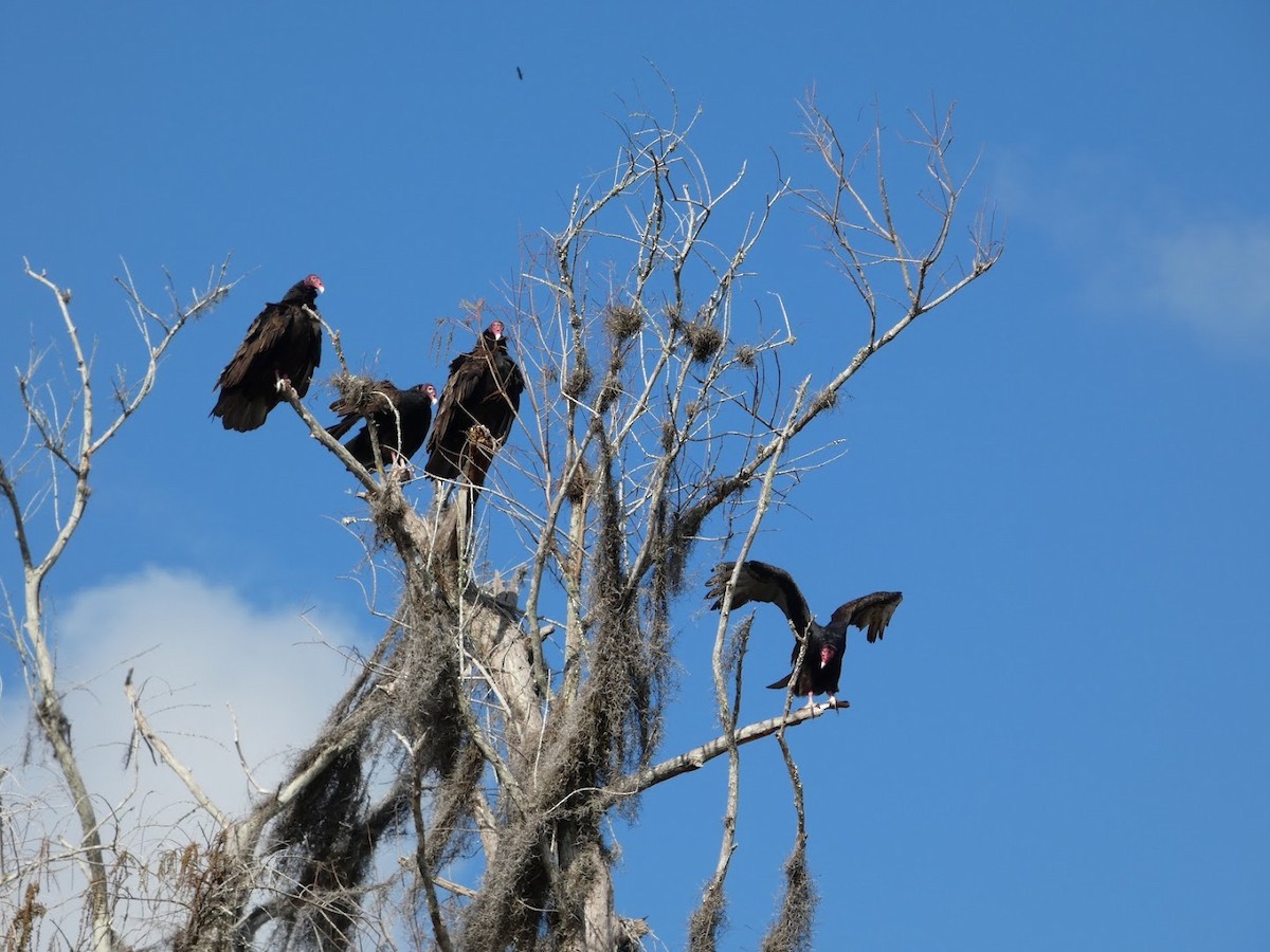 ヒメコンドル - ML649560958