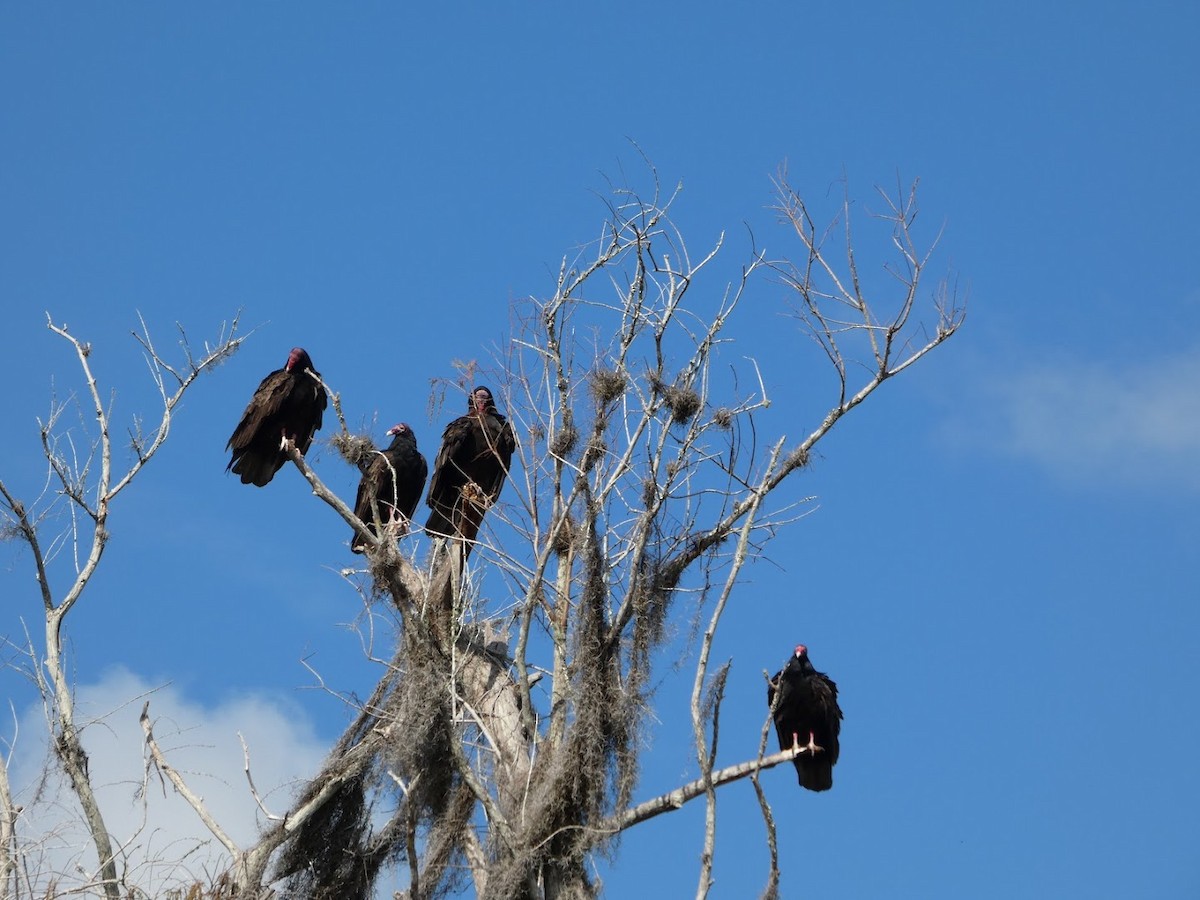 ヒメコンドル - ML649560968