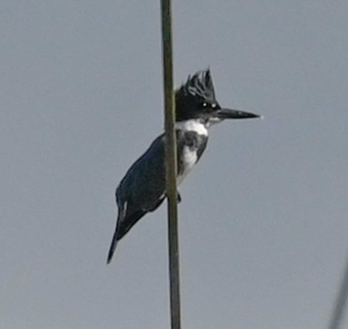 Рибалочка-чубань північний - ML649561035