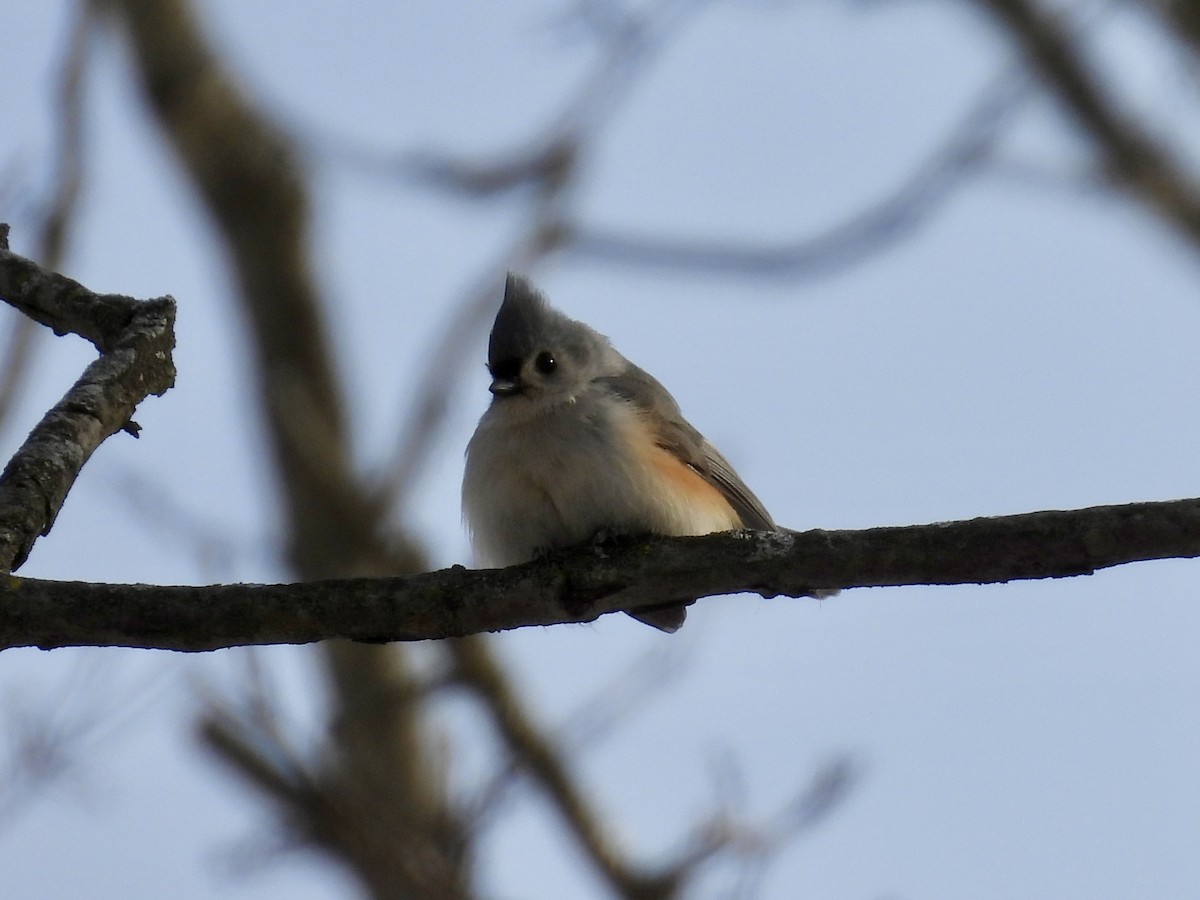 gråduskmeis - ML649561040