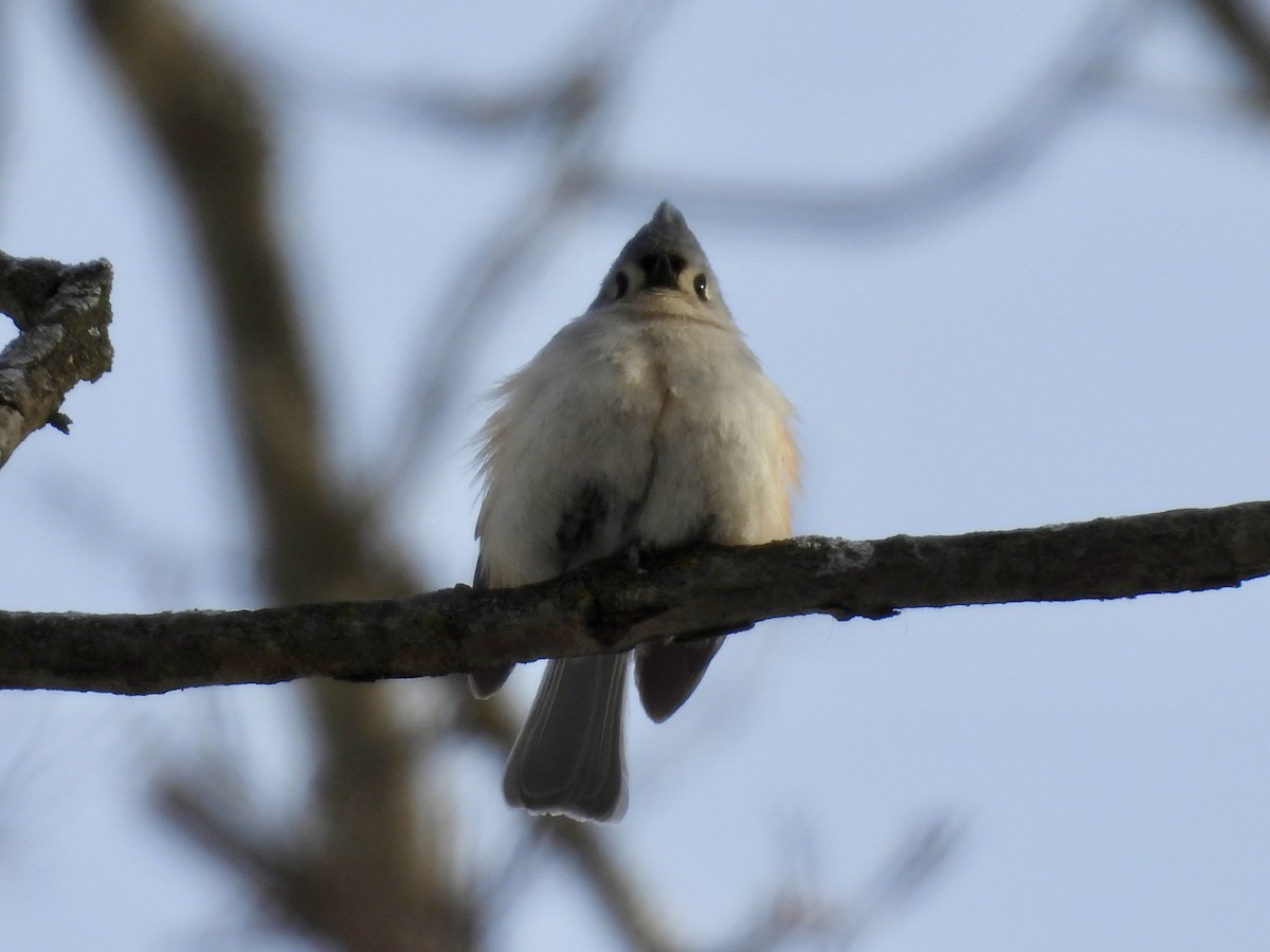 gråduskmeis - ML649561041