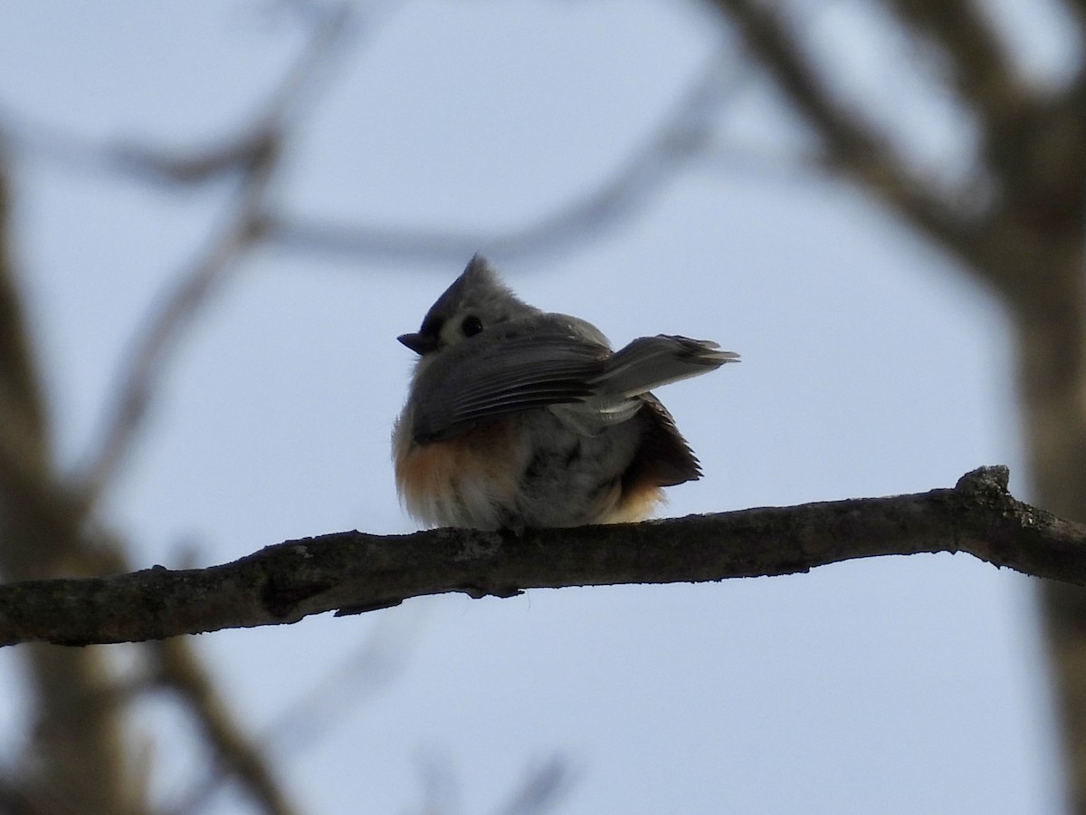 gråduskmeis - ML649561042