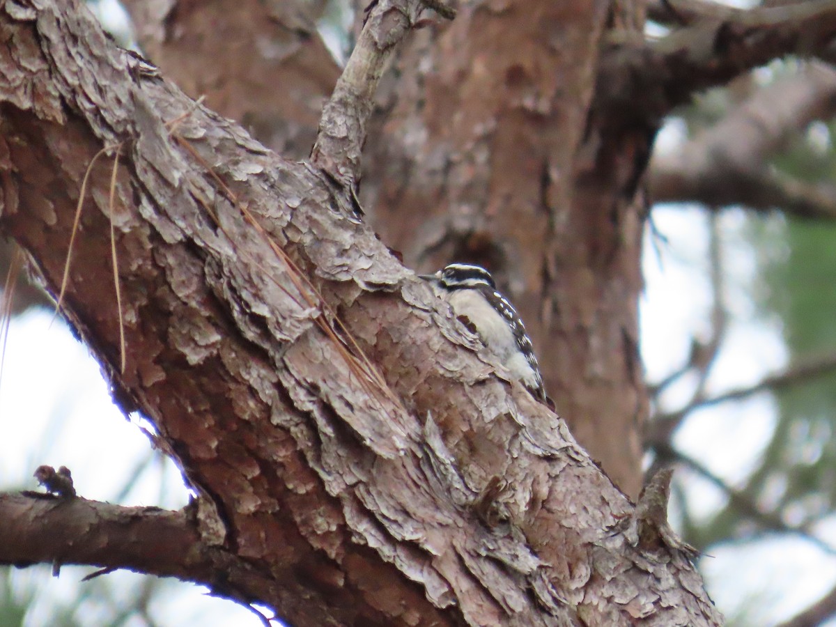 Pico Pubescente - ML649561063
