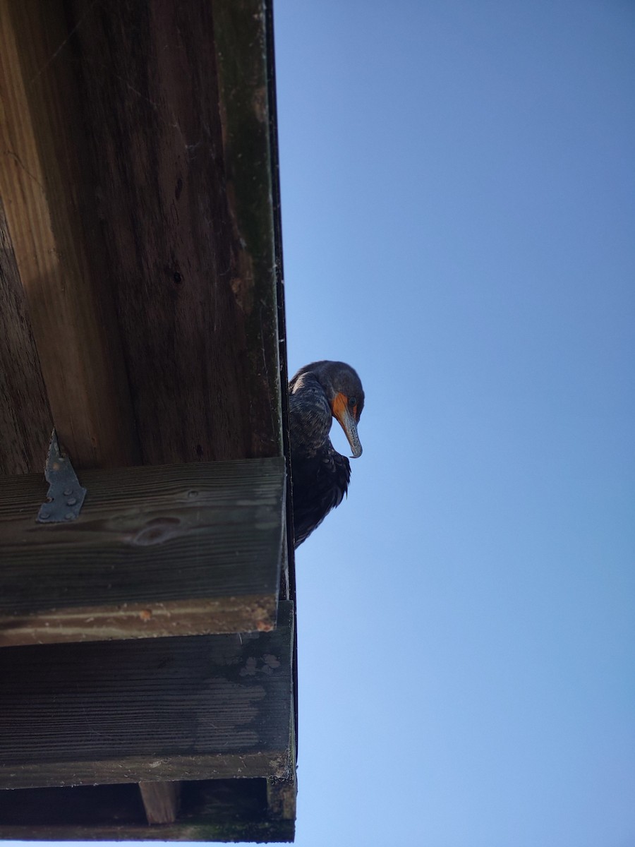 Ушастый баклан - ML649561066