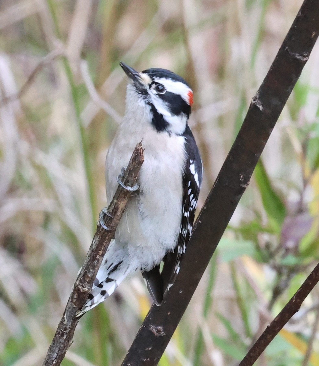 Pico Pubescente - ML649561082