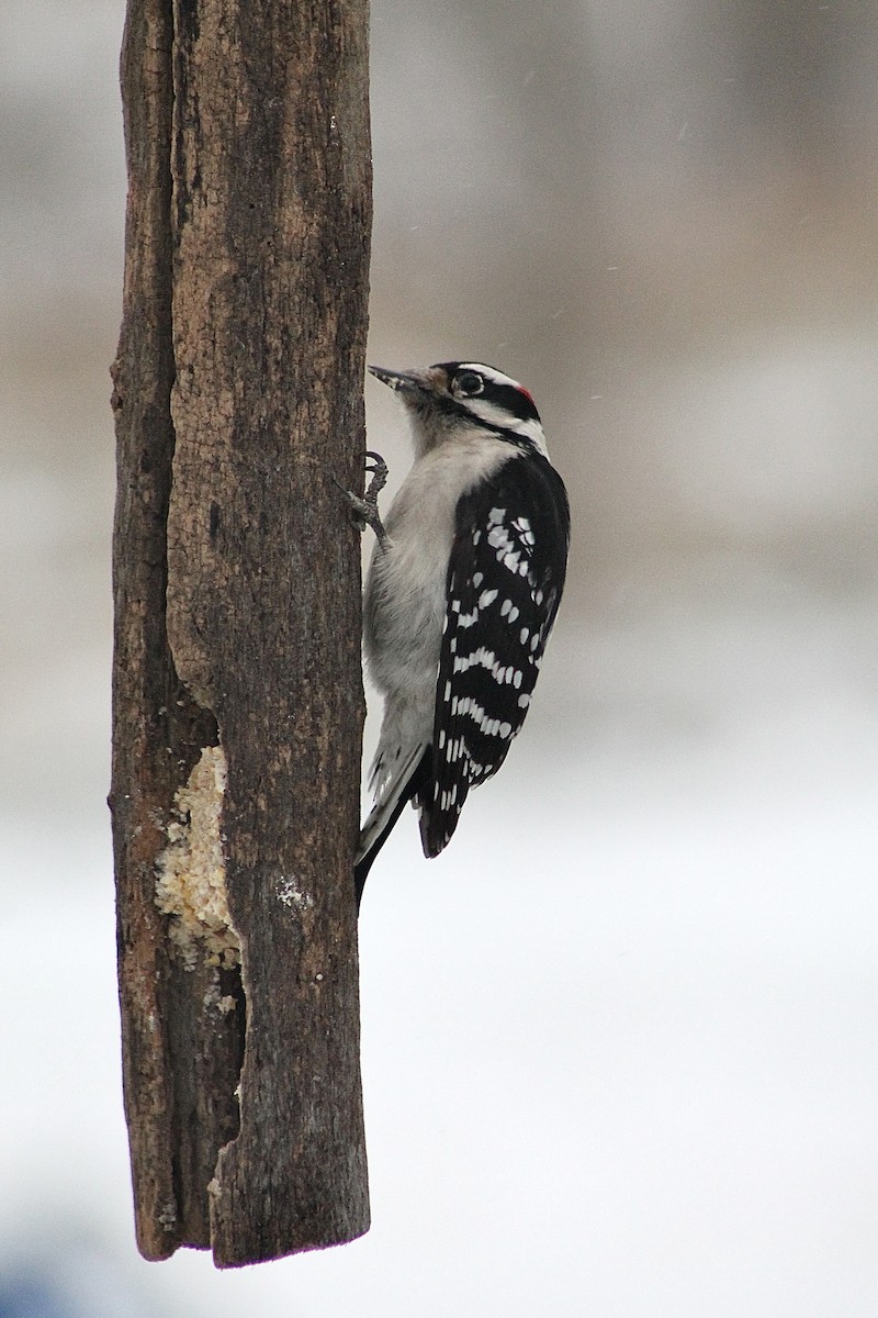 Pico Pubescente - ML649561185