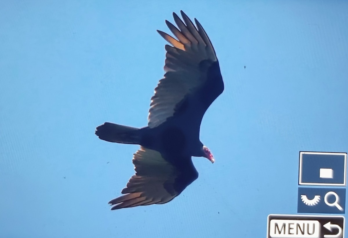 ヒメコンドル - ML649561203