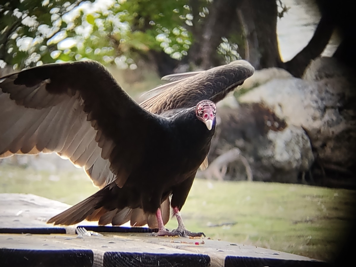 ヒメコンドル - ML649561444