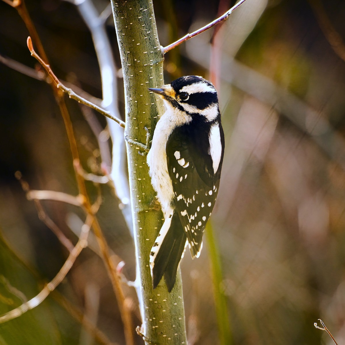 Pico Pubescente - ML649561445