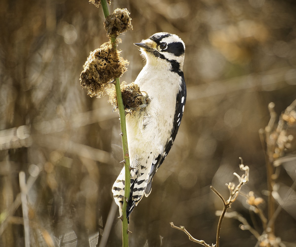 Pico Pubescente - ML649561446