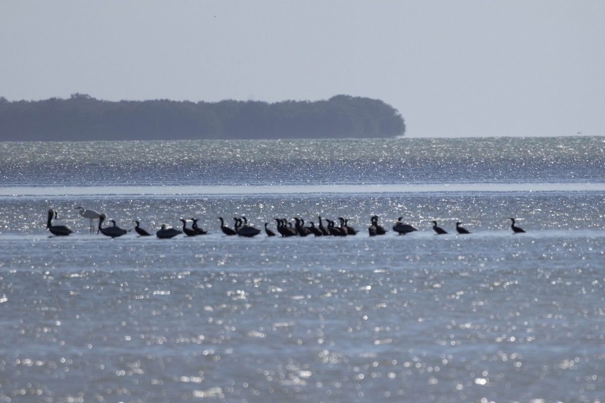 Ушастый баклан - ML649561525