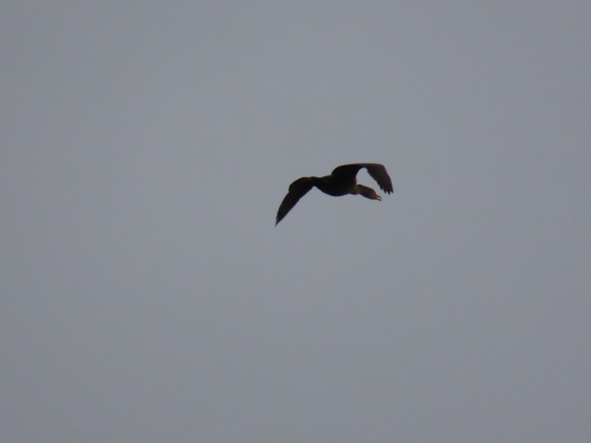 Ушастый баклан - ML649561534