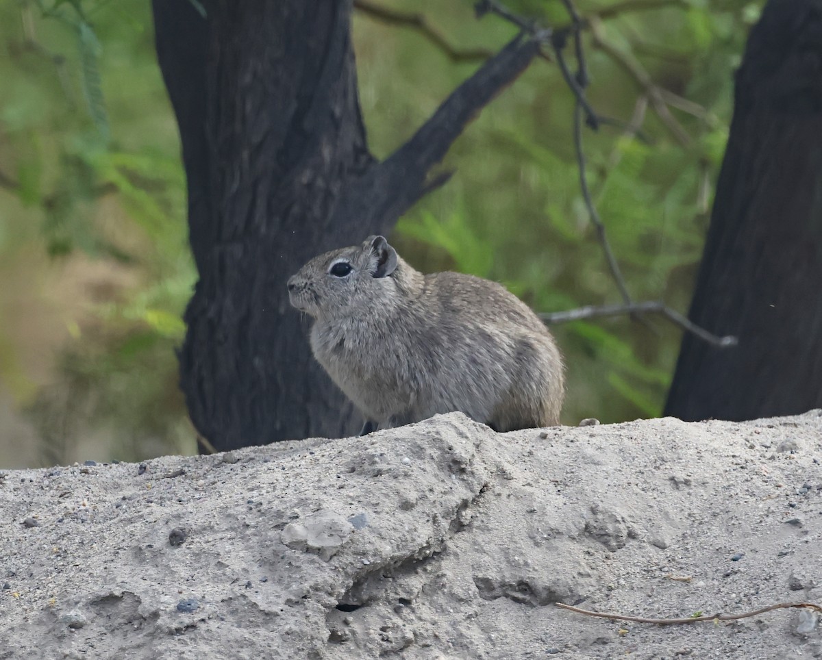 Common Yellow-toothed Cavy - ML649561558