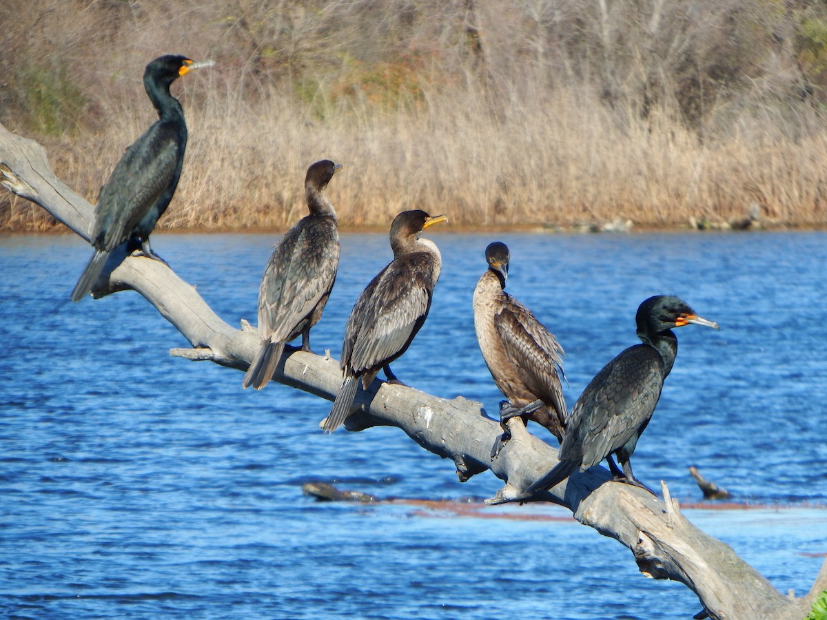 Ушастый баклан - ML649561950