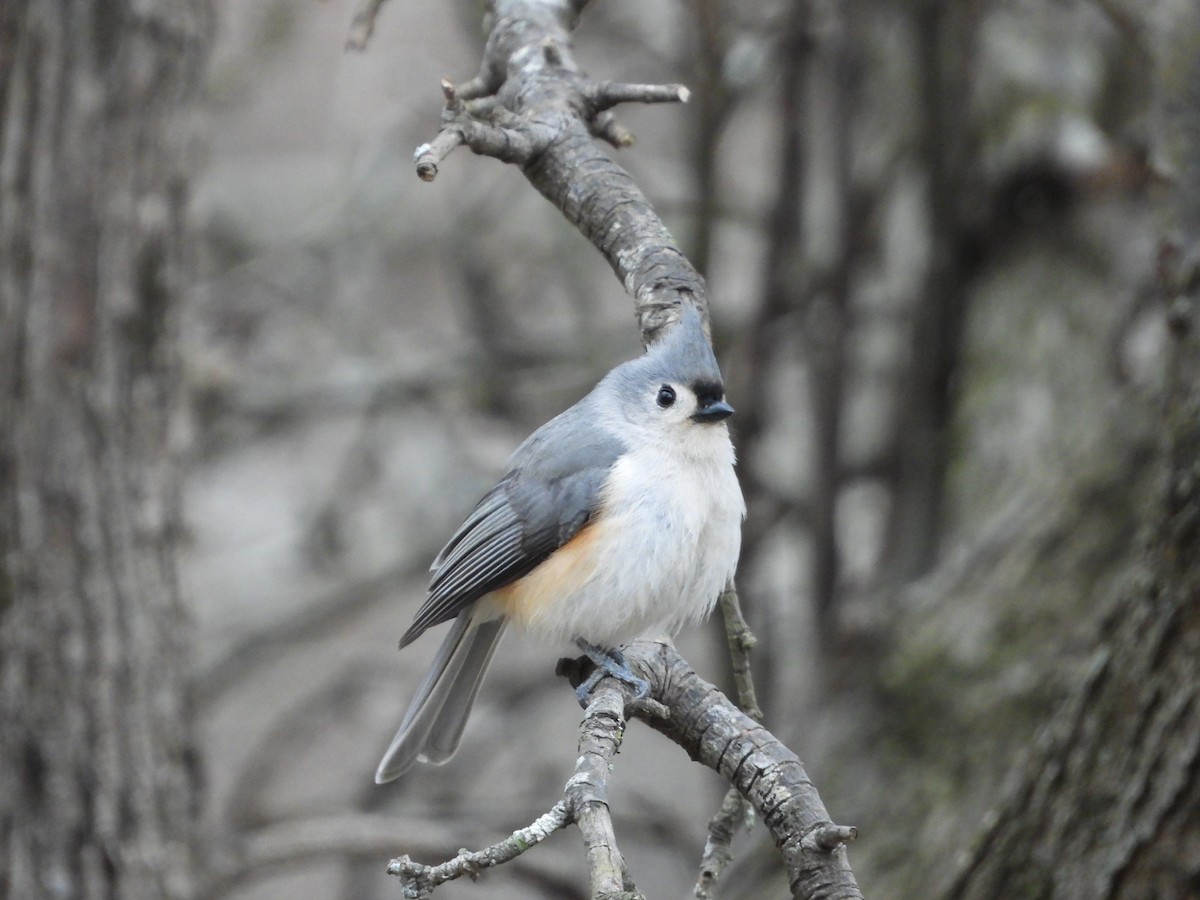 gråduskmeis - ML649562091