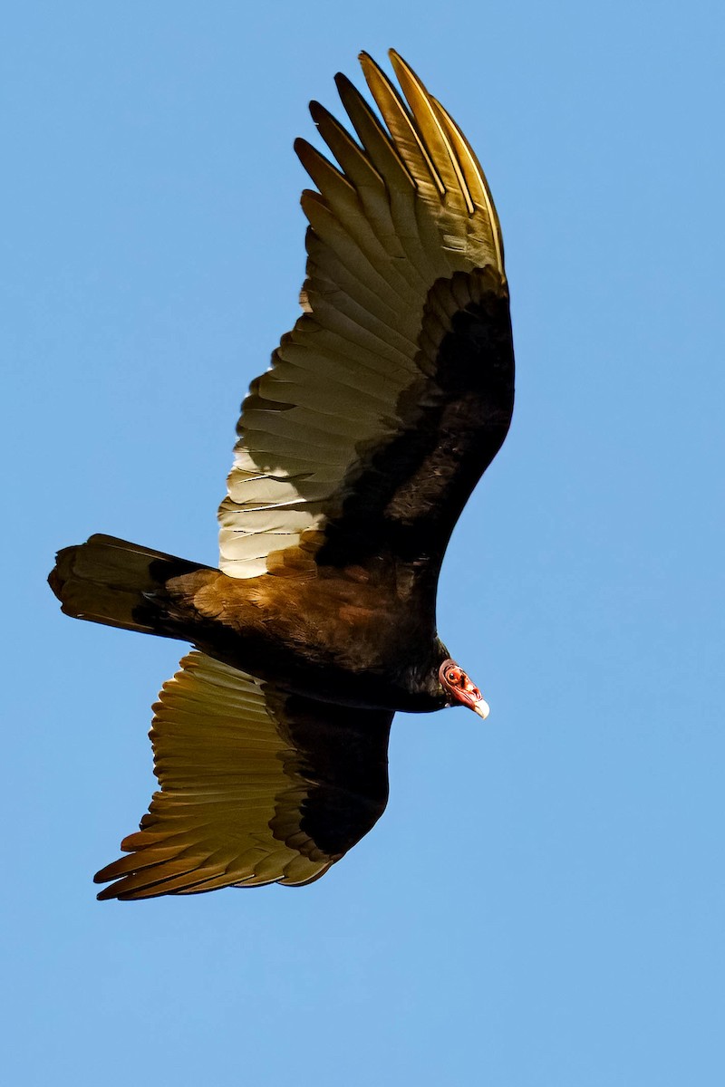 ヒメコンドル - ML649562186