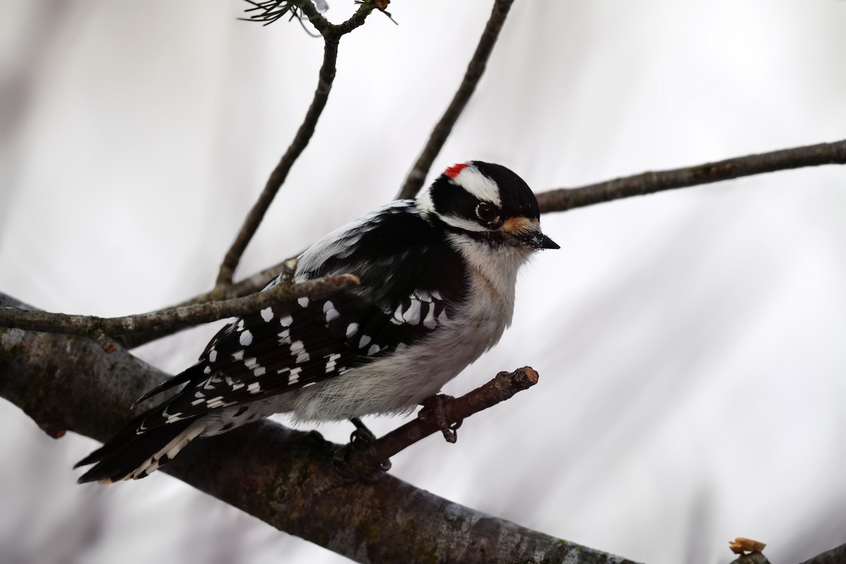 Pico Pubescente - ML649562194