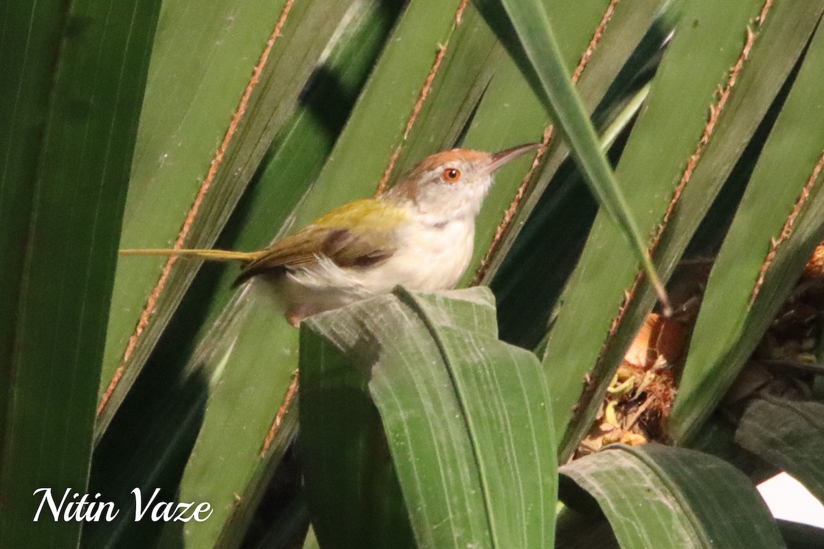 Common Tailorbird - ML649562257