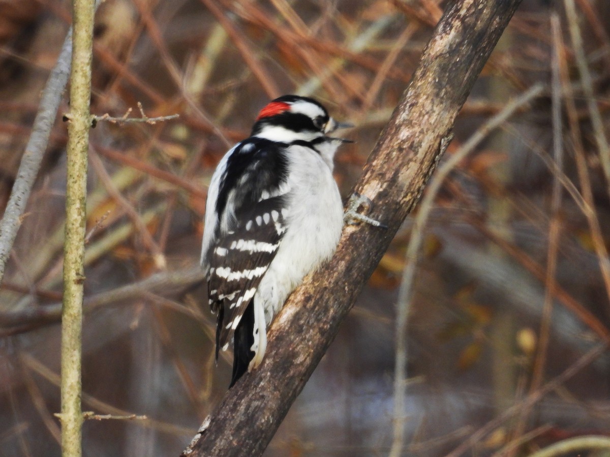 Pico Pubescente - ML649562275