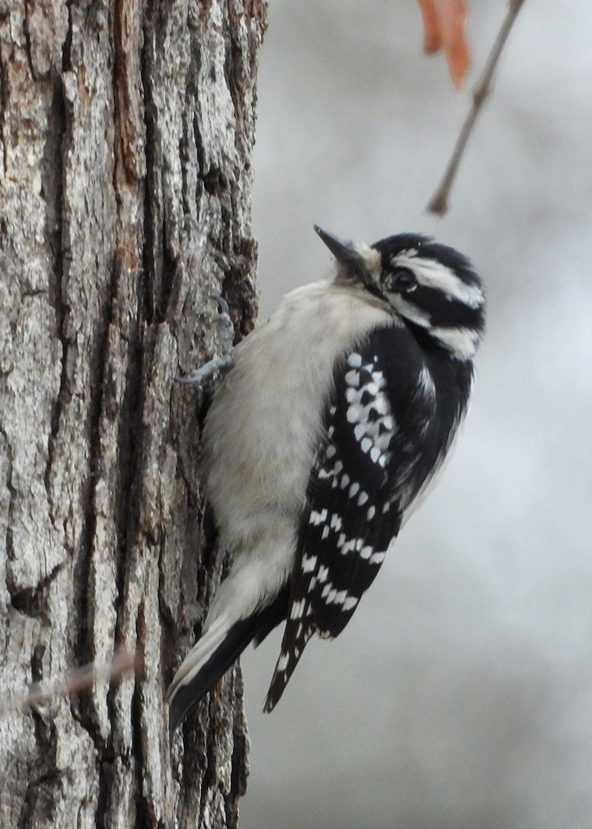 Pico Pubescente - ML649562278