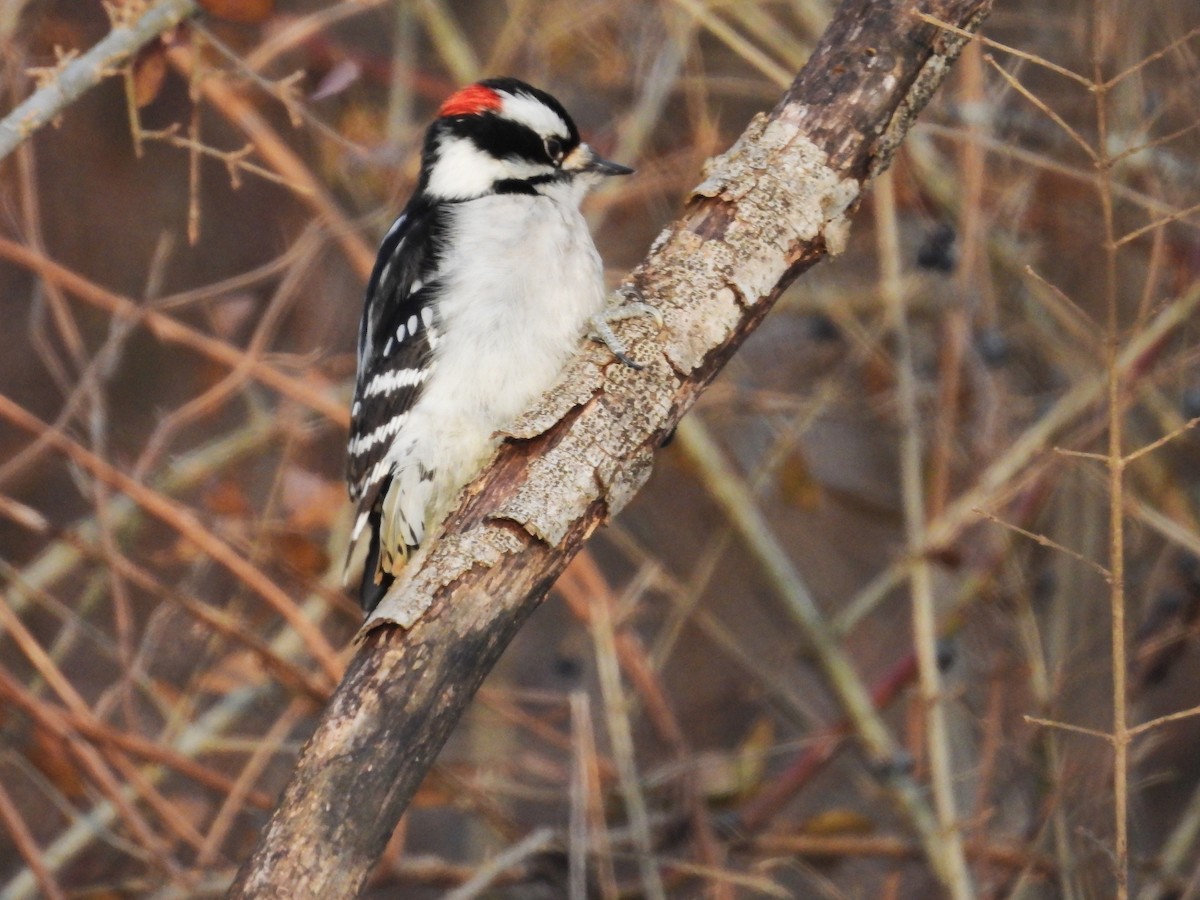 Pico Pubescente - ML649562298