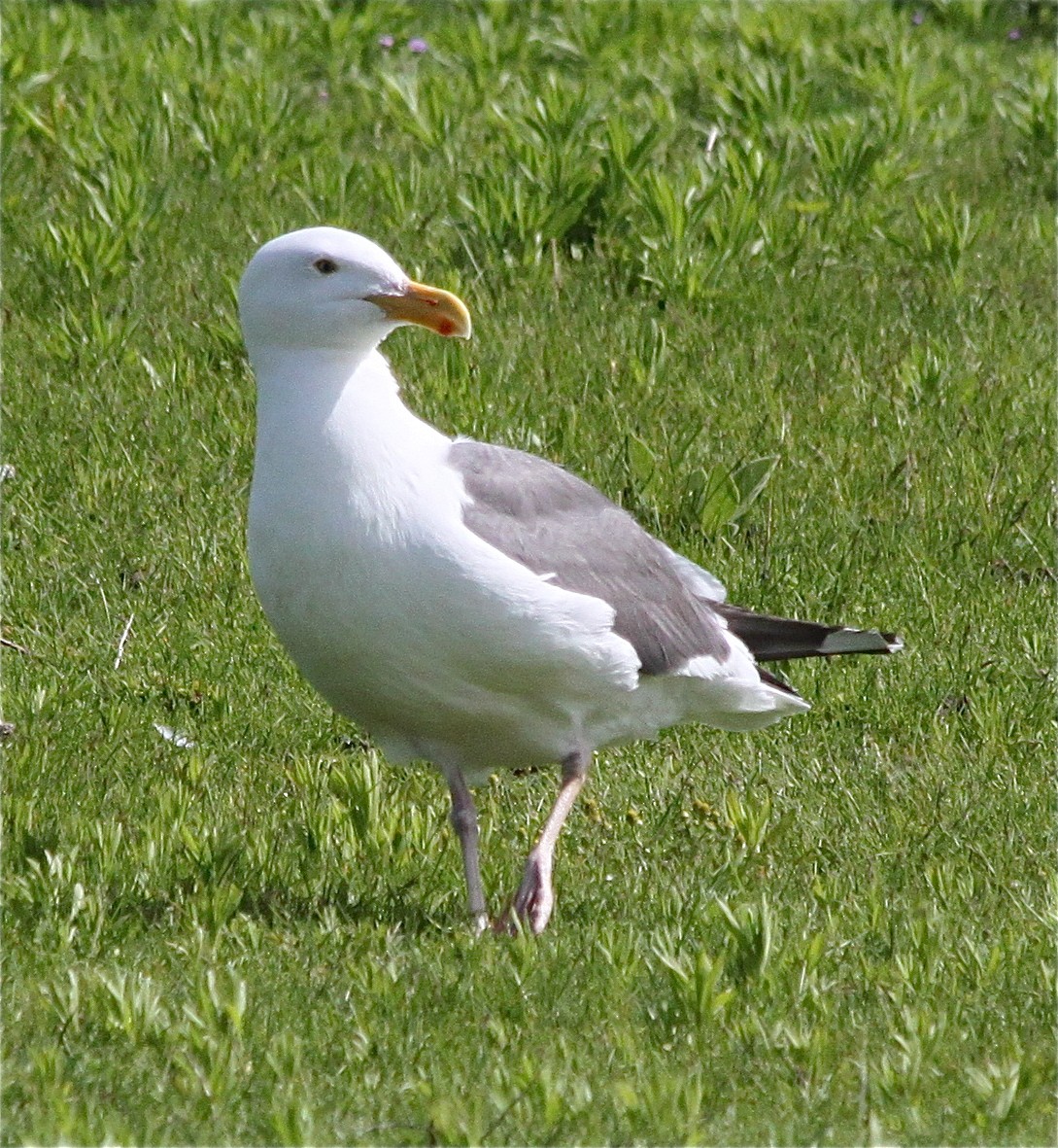Western Gull - ML649562521