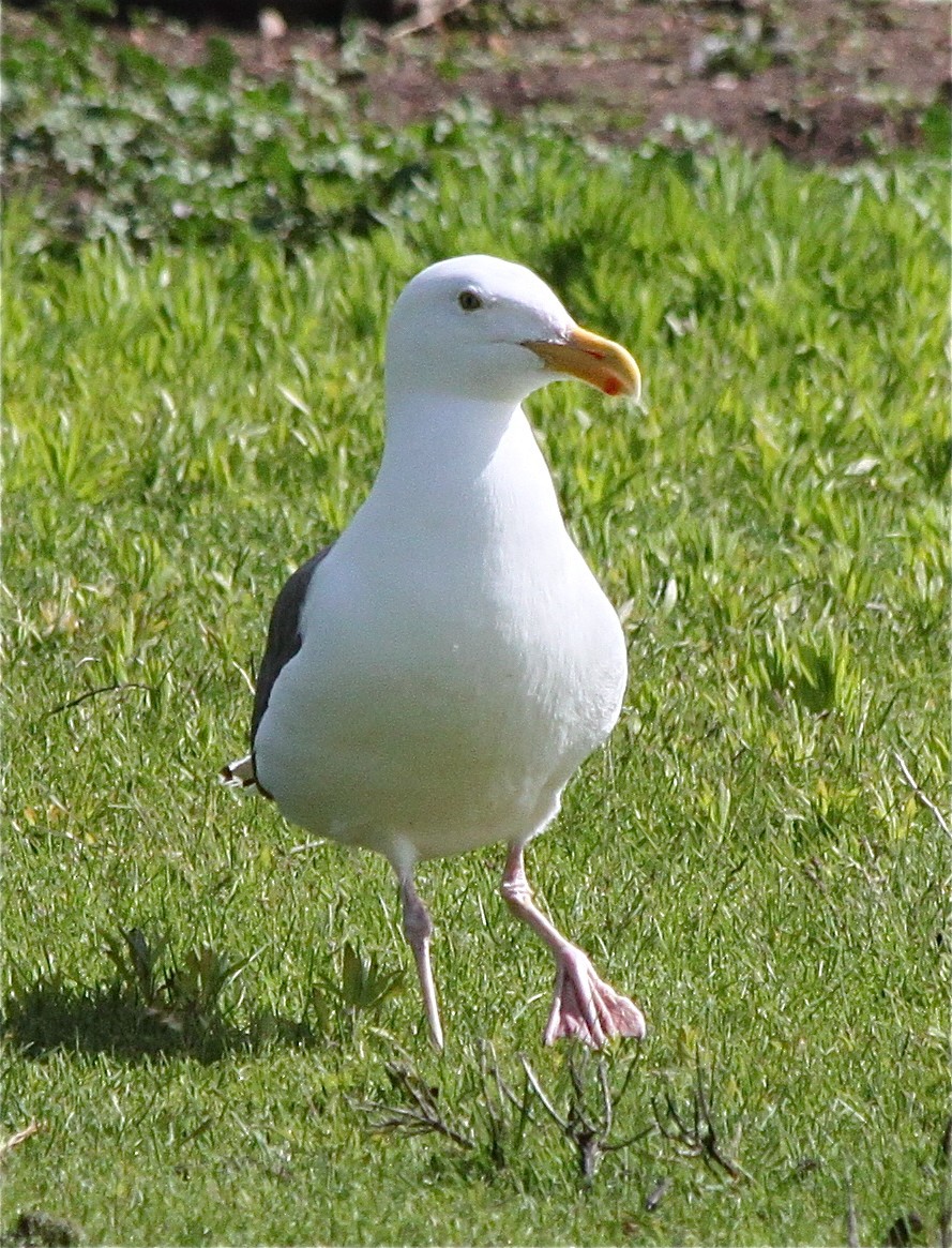 Western Gull - ML649562526
