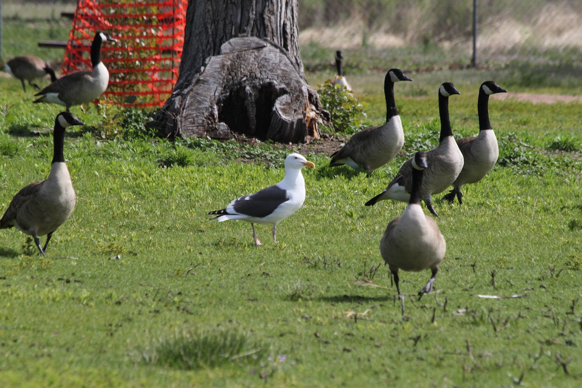 Western Gull - ML649562541
