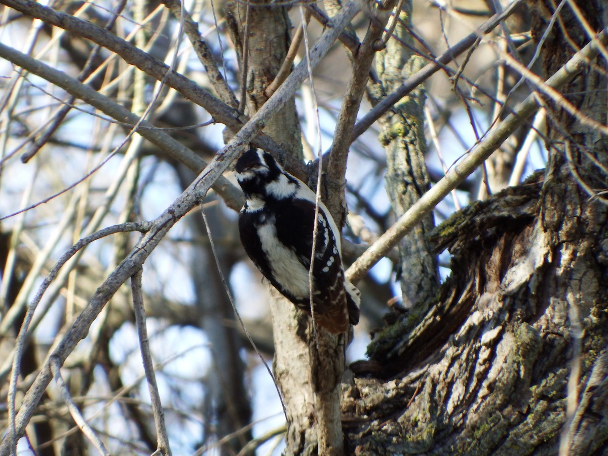 Pico Pubescente - ML649562563