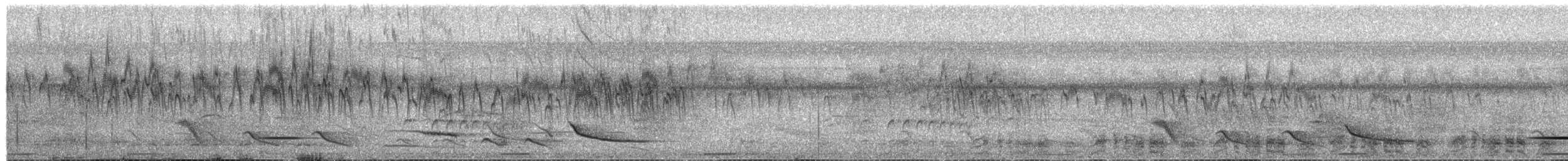 swift sp. - ML649562598