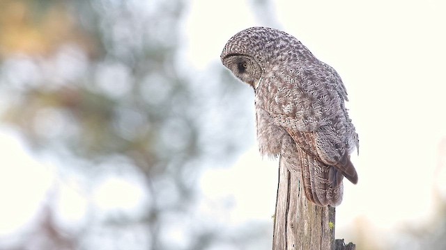 Great Gray Owl (American) - ML649562788