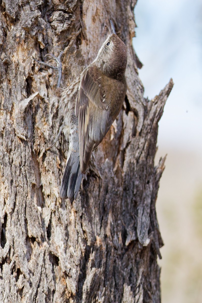 eBird Checklist - 25 Jan 2026 - Naas Road at Apollo Road - 12 species
