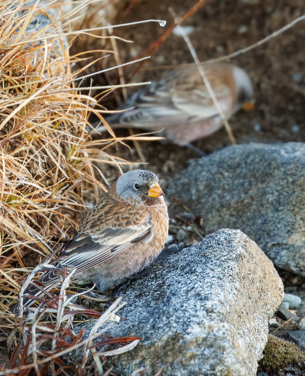 Gray-crowned Rosy-Finch - ML649562917