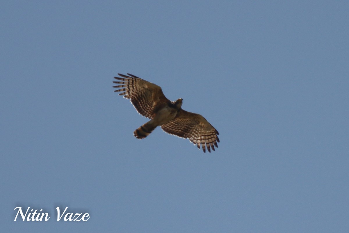 Changeable Hawk-Eagle - ML649562994