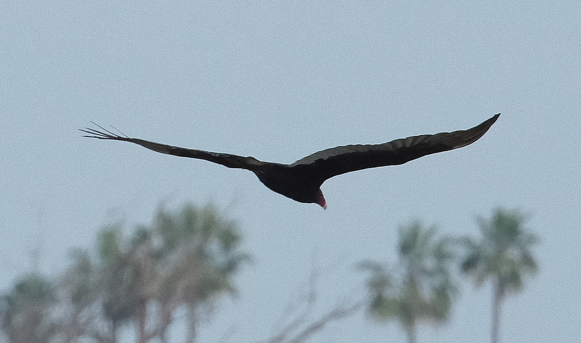 ヒメコンドル - ML649562997