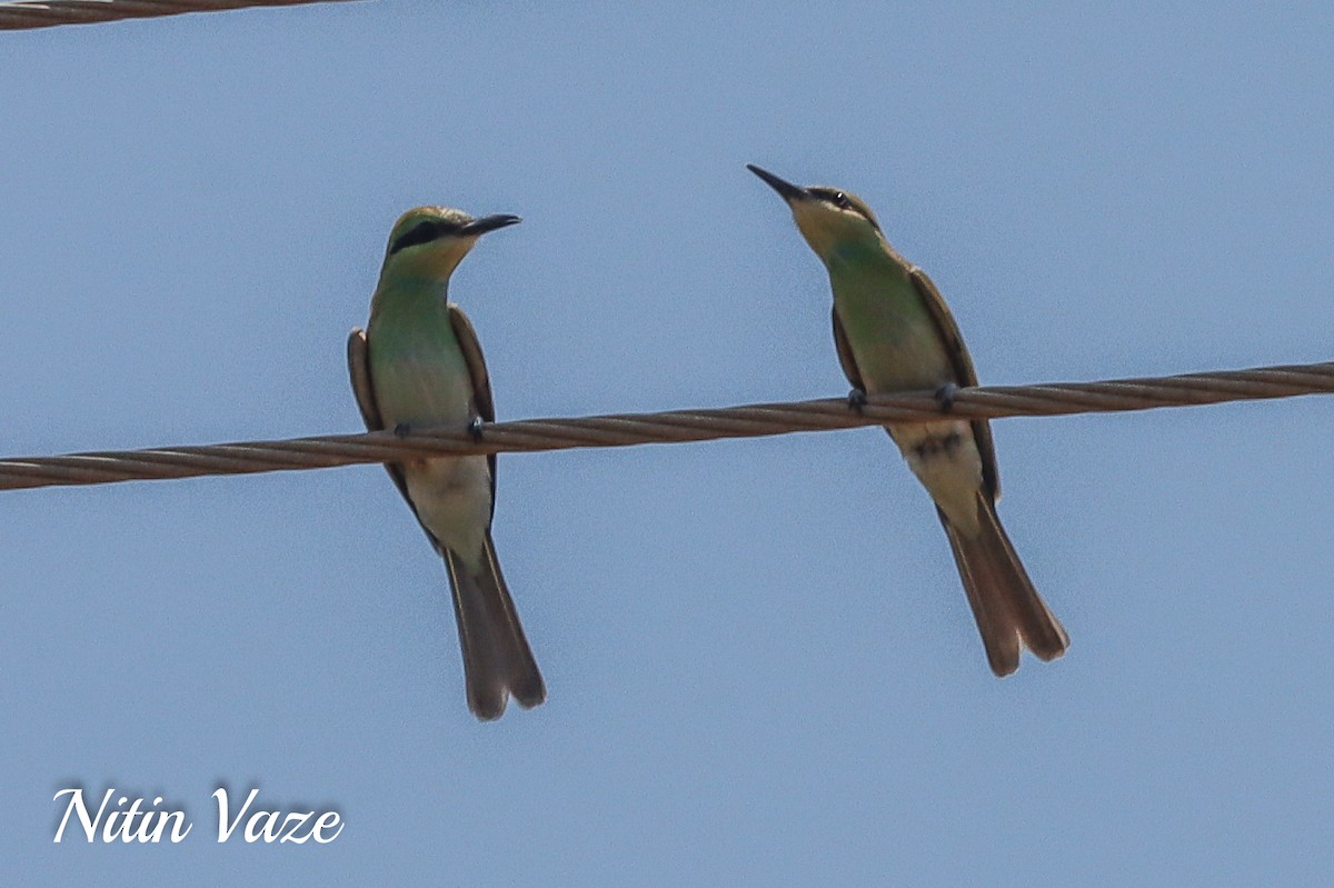 Asian Green Bee-eater - ML649563046