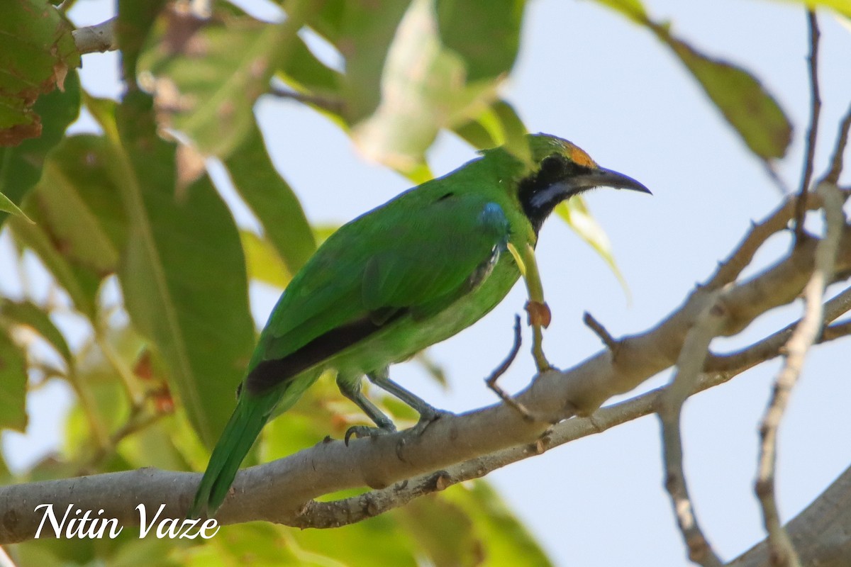 Golden-fronted Leafbird - ML649563067