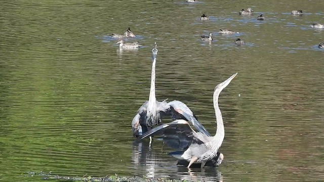 Great Blue Heron - ML649563073