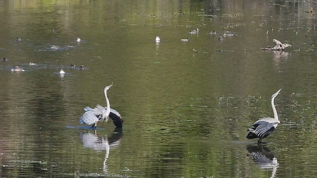 Great Blue Heron - ML649563075