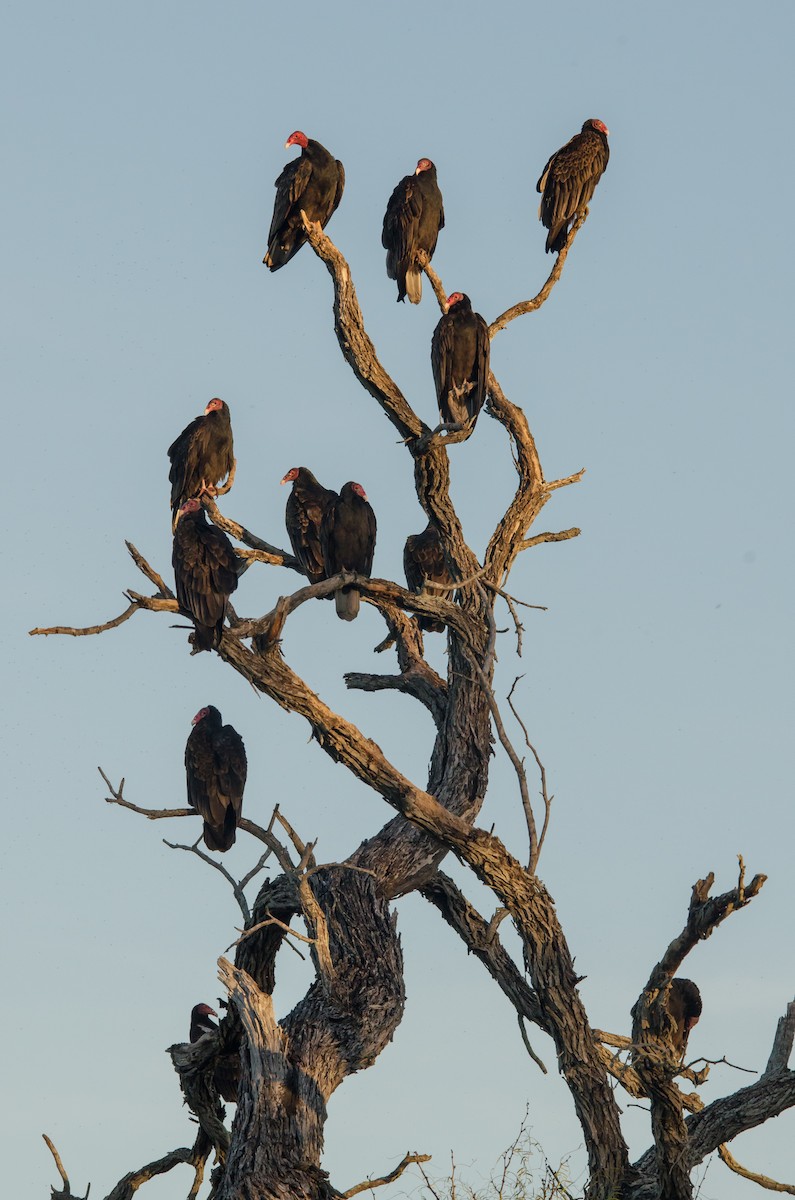 ヒメコンドル - ML649563258