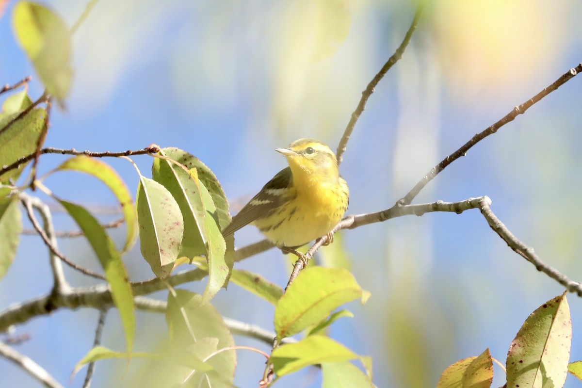 Blackburnian Warbler - ML649563331